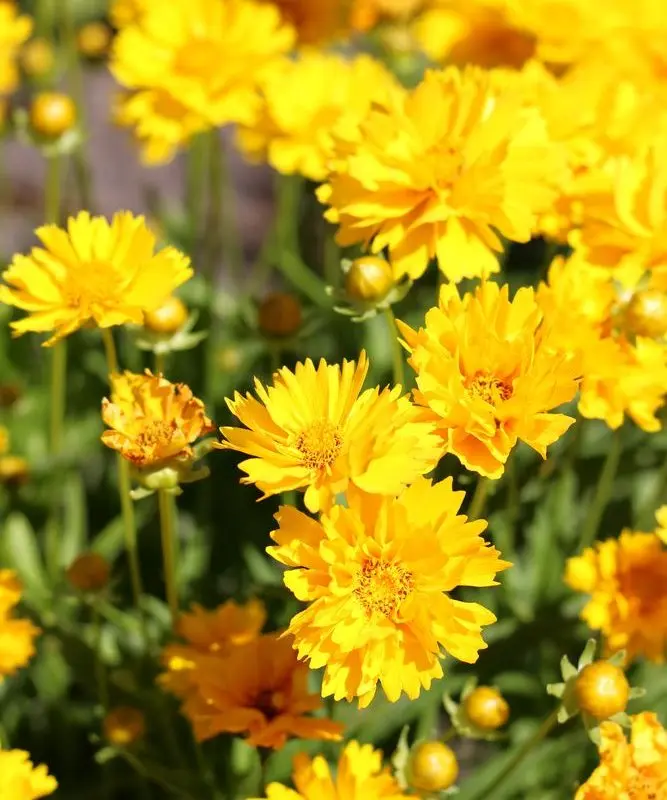 Кореопсис крупноцветковий "Sunray" (h 20 см)