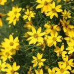 Кореопсис мутовчатий (h 30-40 см) — Квітковий стиль, Харків