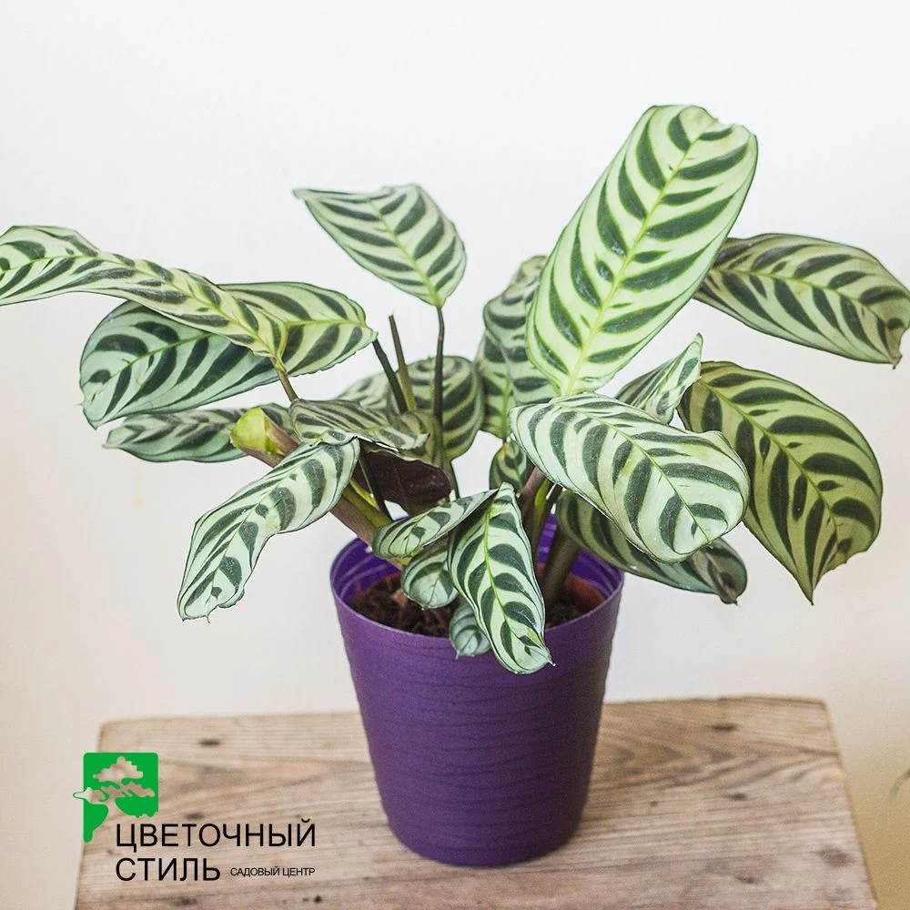 Ктенанте "Burle Marxii" (30 см) — Квітковий стиль, Харків