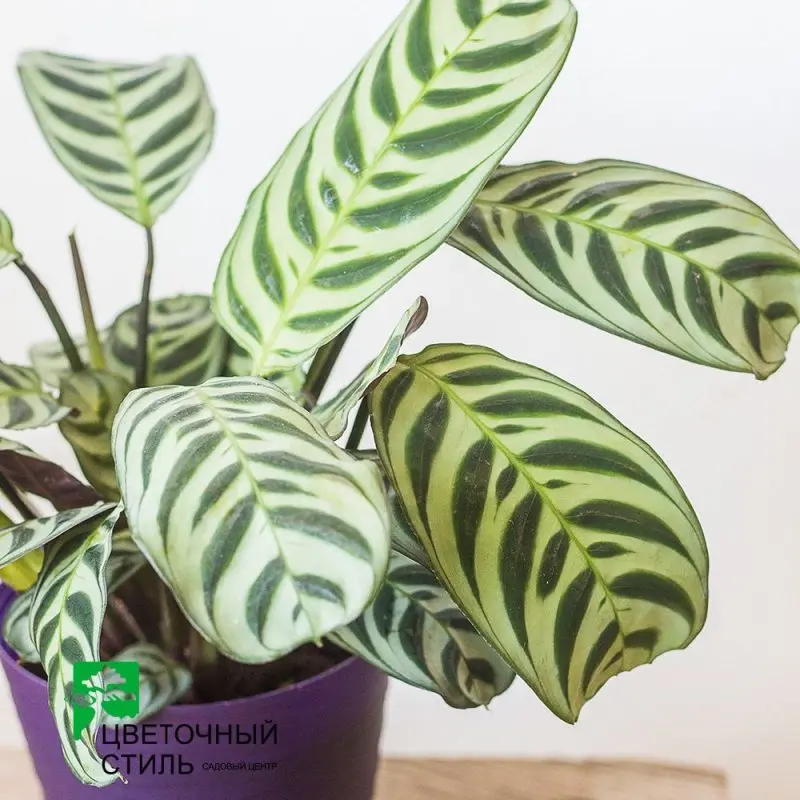 Ктенанте "Burle Marxii" (30 см)