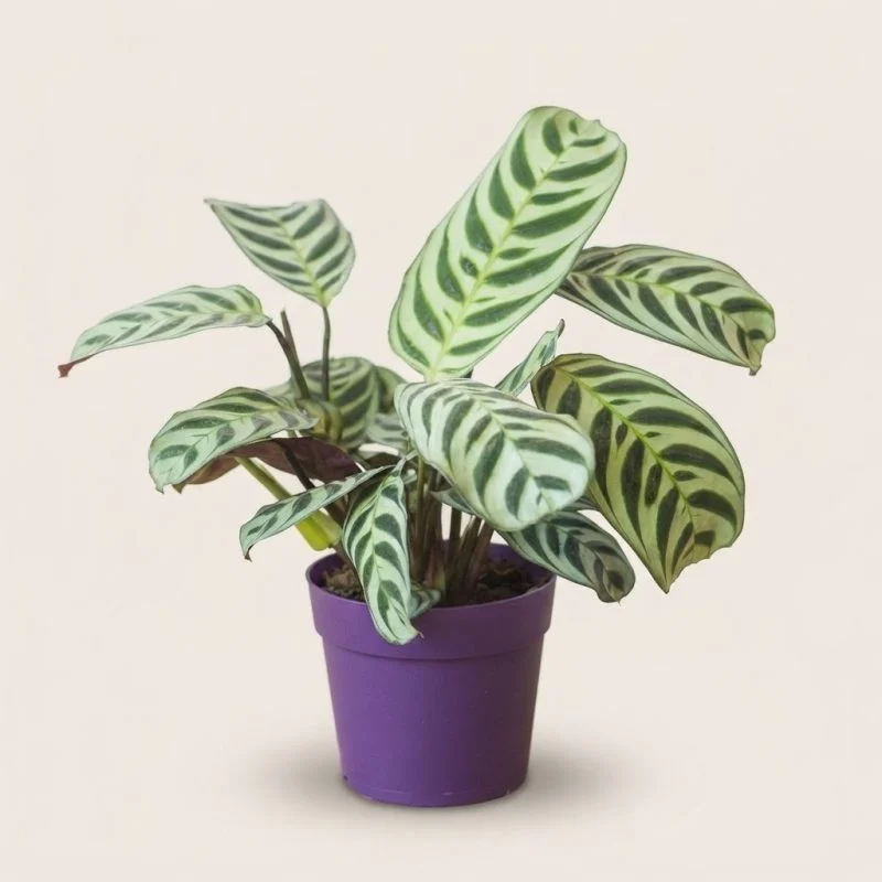 Ктенанте "Burle Marxii" (30 см)