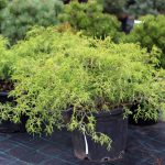 Кипарисовик pisifera Filifera Nana (d 50 - 60 см) — Квітковий стиль, Харків