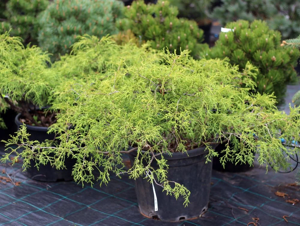 Кипарисовик pisifera Filifera Nana (d 50 - 60 см) — Квітковий стиль, Харків