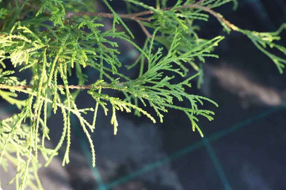 Кипарисовик pisifera Filifera Nana (d 50 - 60 см) — Квітковий стиль, Харків
