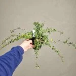 Кизильник лежачий 'Queen of Carpets' (Cotoneaster procumbens 'Queen of Carpets') — Квітковий стиль, Харків