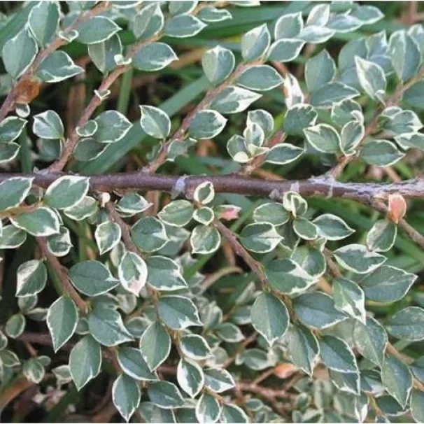 Кизильник procumbens "Streib's Finding" stam (h 180 см)
