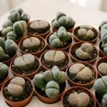 Літопс мікс — Квітковий стиль, Харків