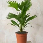 Лівістона rotundifolia (45см) — Квітковий стиль, Харків