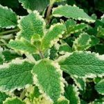 М'ята Piperita Aananas строкатий — Квітковий стиль, Харків