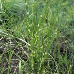 Міскантус "Zebrina Strictus Draft" — Квітковий стиль, Харків