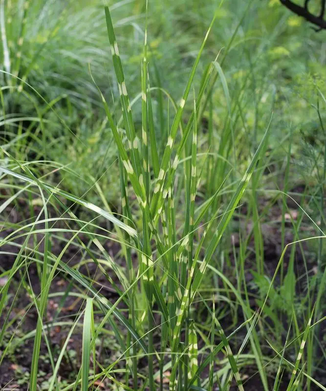 Міскантус "Zebrina Strictus Draft"