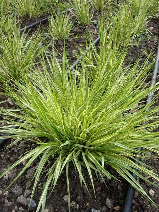 Молиния