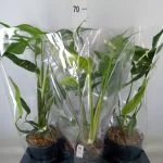 Монстера "Burle Marx Flame" (Monstera "Burle Marx Flame") 55 см — Квітковий стиль, Харків