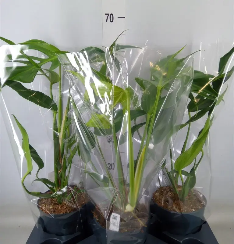Монстера "Burle Marx Flame" (Monstera "Burle Marx Flame") 55 см