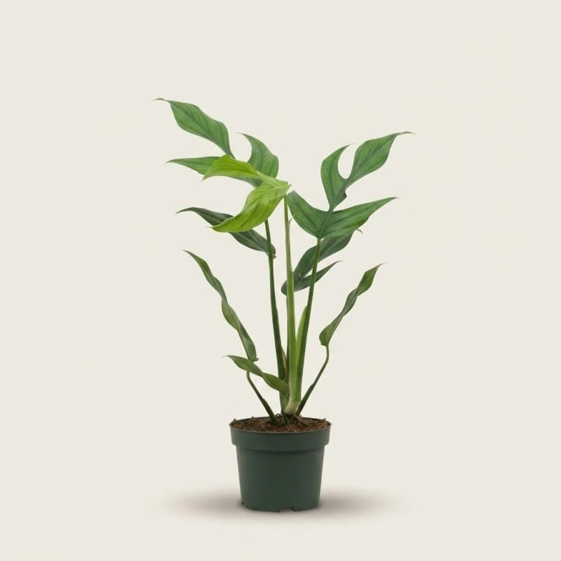 Монстера "Burle Marx Flame" (Monstera "Burle Marx Flame") 55 см