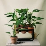 Монстера Monstera Burle Marx 30 см — Квітковий стиль, Харків