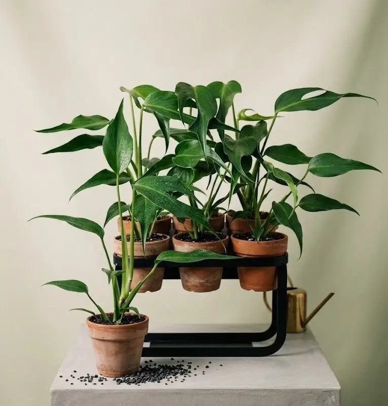 Монстера Monstera Burle Marx 30 см