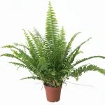 Нефролепіс GreenLady 40 см — Квітковий стиль, Харків