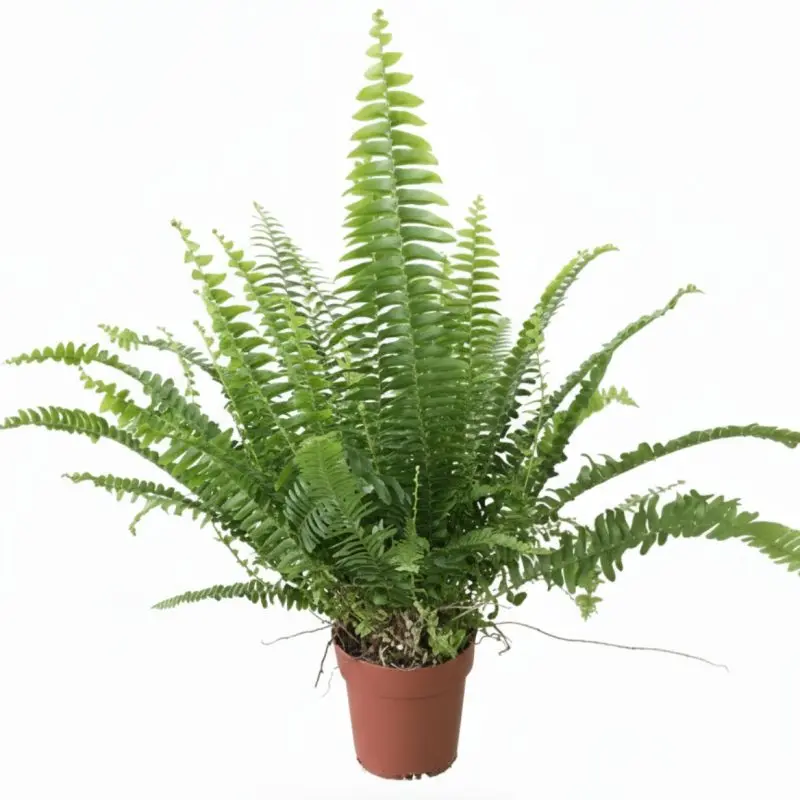 Нефролепіс GreenLady 40 см