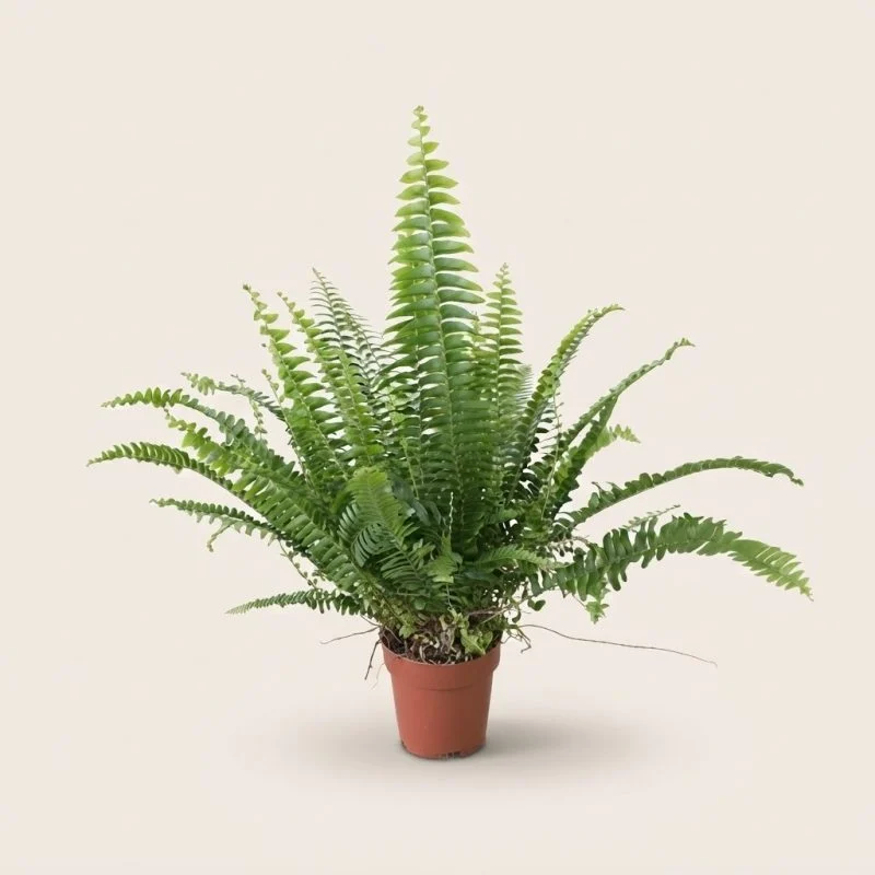 Нефролепіс GreenLady 40 см