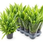 Нефролепіс «Грін Делайт» (Nephrolepis 'Green Delight') — Квітковий стиль, Харків
