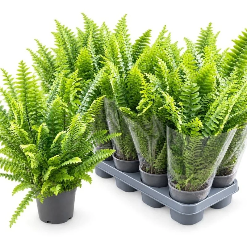 Нефролепіс «Грін Делайт» (Nephrolepis 'Green Delight')