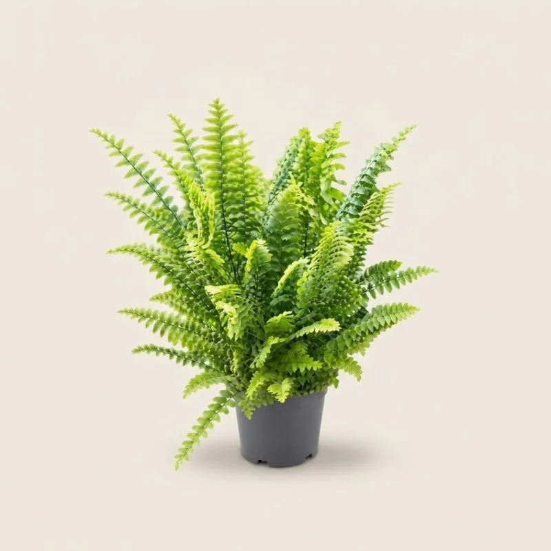 Нефролепіс «Грін Делайт» (Nephrolepis 'Green Delight')