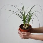 Ноліна або Бокарнея (3 шт. в горщику, 40см) — Квітковий стиль, Харків