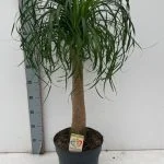 Nolina (Ноліна або Бокарнея) 100см — Квітковий стиль, Харків