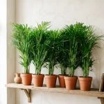 Пальма Dypsis lutescens Арека очікується 10.10.2026 — Квітковий стиль, Харків
