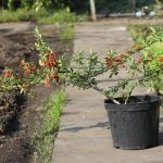 Піраканта сoccinea "Mohave" (h 50-100 см) — Квітковий стиль, Харків