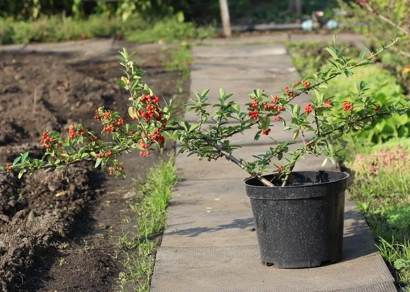 Піраканта сoccinea "Mohave" (h 50-100 см)