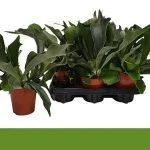 Платицеріум біфуркатум (Platycerium bifurcatum) 40 см — Квітковий стиль, Харків