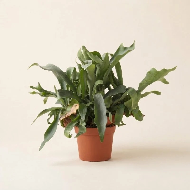 Платицеріум біфуркатум (Platycerium bifurcatum) 40 см