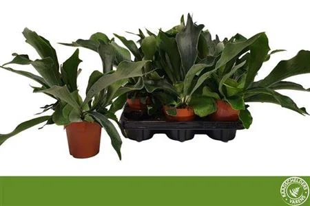 Платицеріум біфуркатум (Platycerium bifurcatum) 40 см