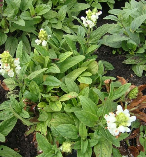 Прунелла