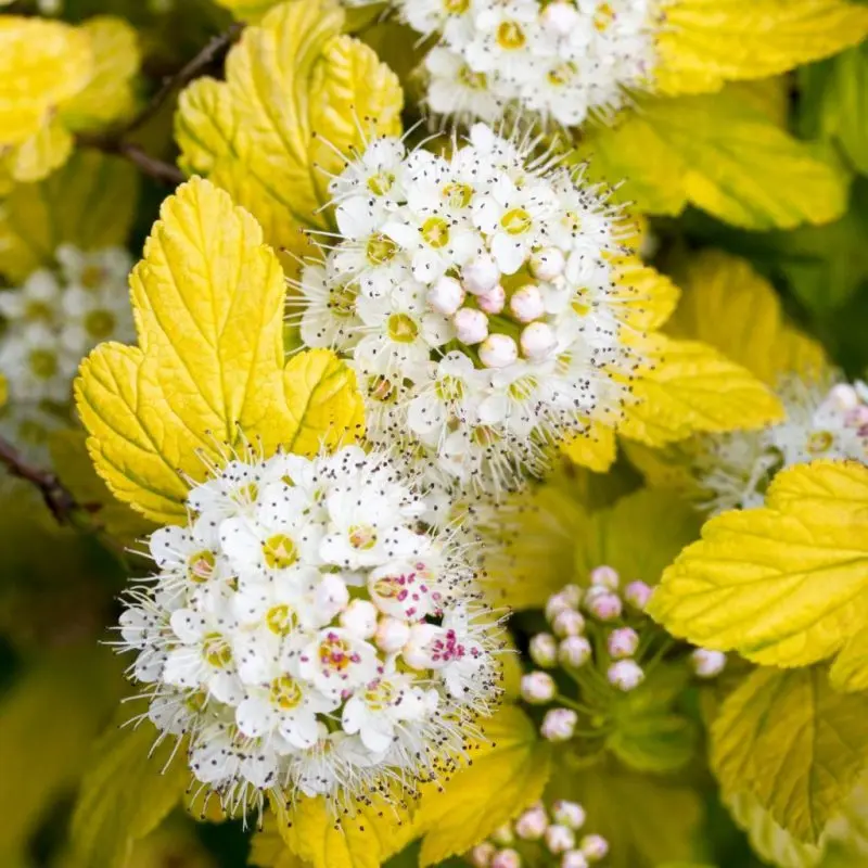 Пухиркоплодник opulifolius Luteus