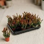 Ріпсаліс Rhipsalis agudoensis 12 см — Квітковий стиль, Харків