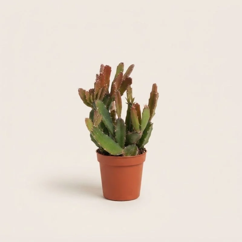 Ріпсаліс Rhipsalis agudoensis 12 см