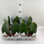 Сансевієрія Grandis Big Leaf — Квітковий стиль, Харків