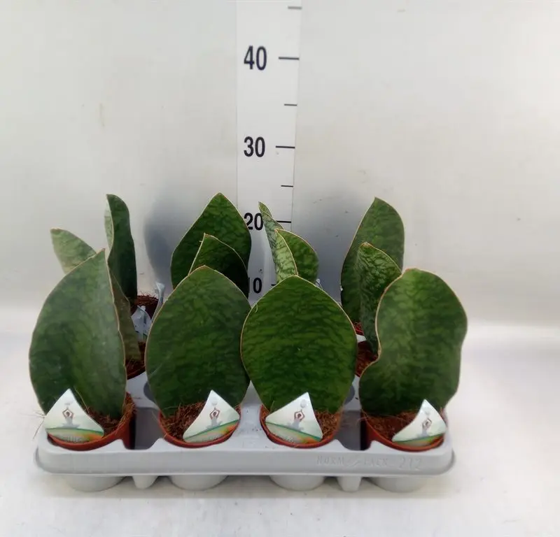 Сансевієрія Grandis Big Leaf