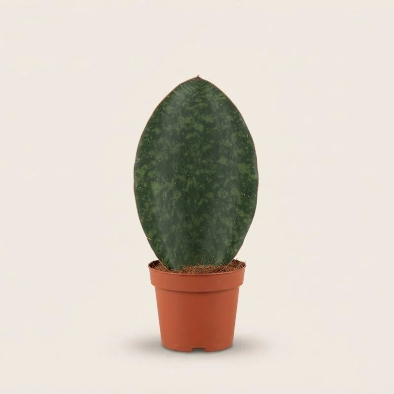 Сансевієрія Grandis Big Leaf