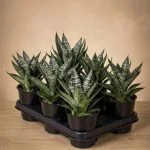 Сансевієрія Sansevieria 'Star Ming Green Marble' — Квітковий стиль, Харків