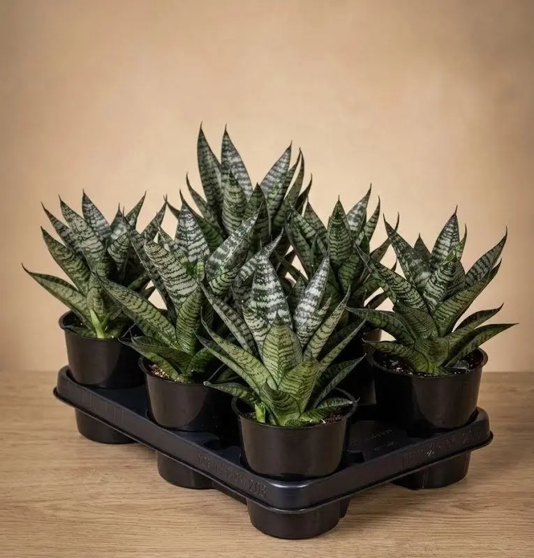 Сансевієрія Sansevieria 'Star Ming Green Marble'