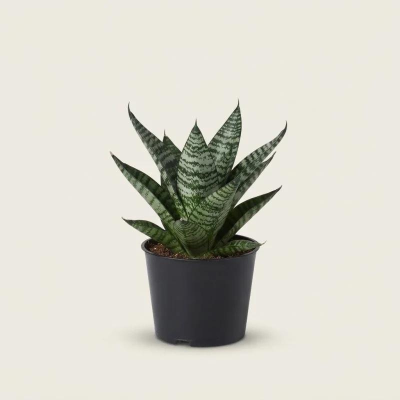 Сансевієрія Sansevieria 'Star Ming Green Marble'