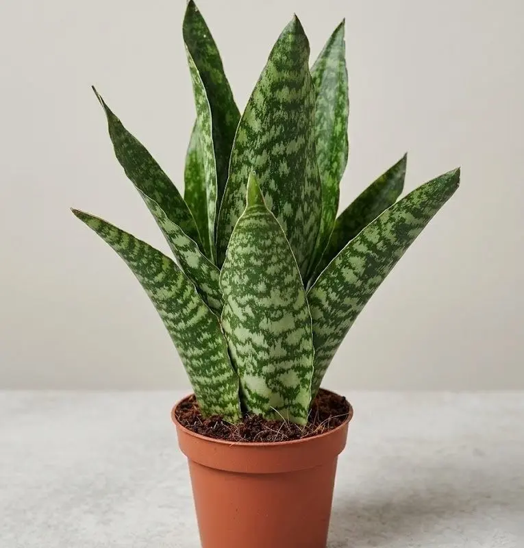 Сансевієрія (Sansevieria trifasciata) 35 см