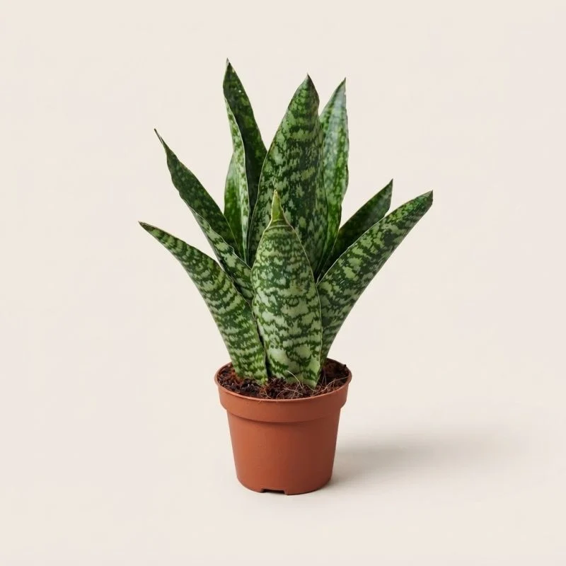 Сансевієрія (Sansevieria trifasciata) 35 см