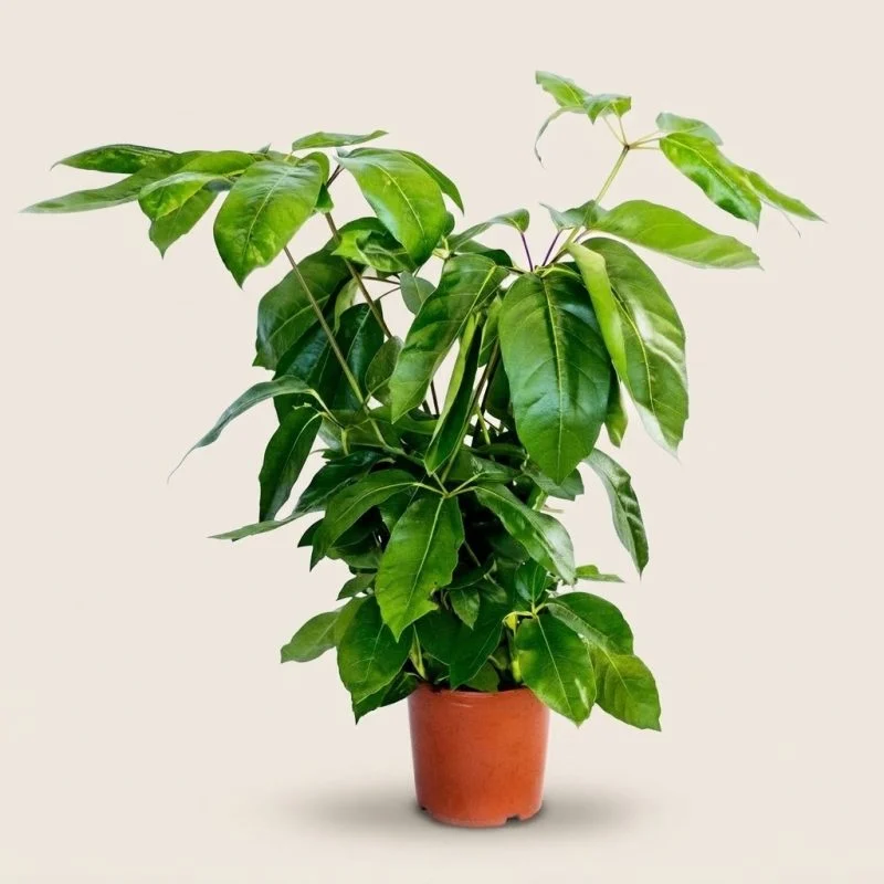 Шеффлера "Amate" (60 см)