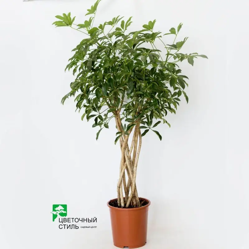 Шеффлера Compacta (90см)