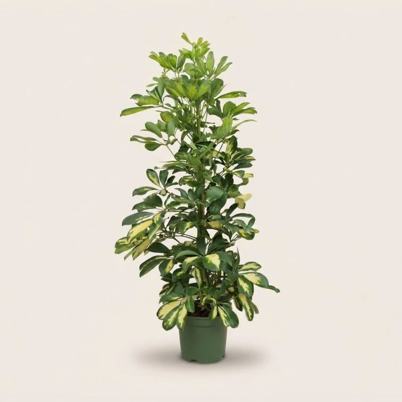Шеффлера "Dalton" (110 см.)